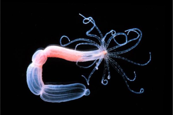Кракен официальная ссылка kraken torion