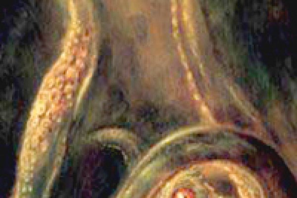 Kraken 12 at