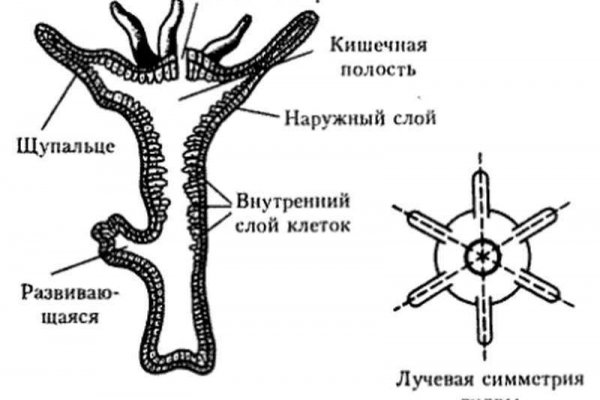 Замена гидры